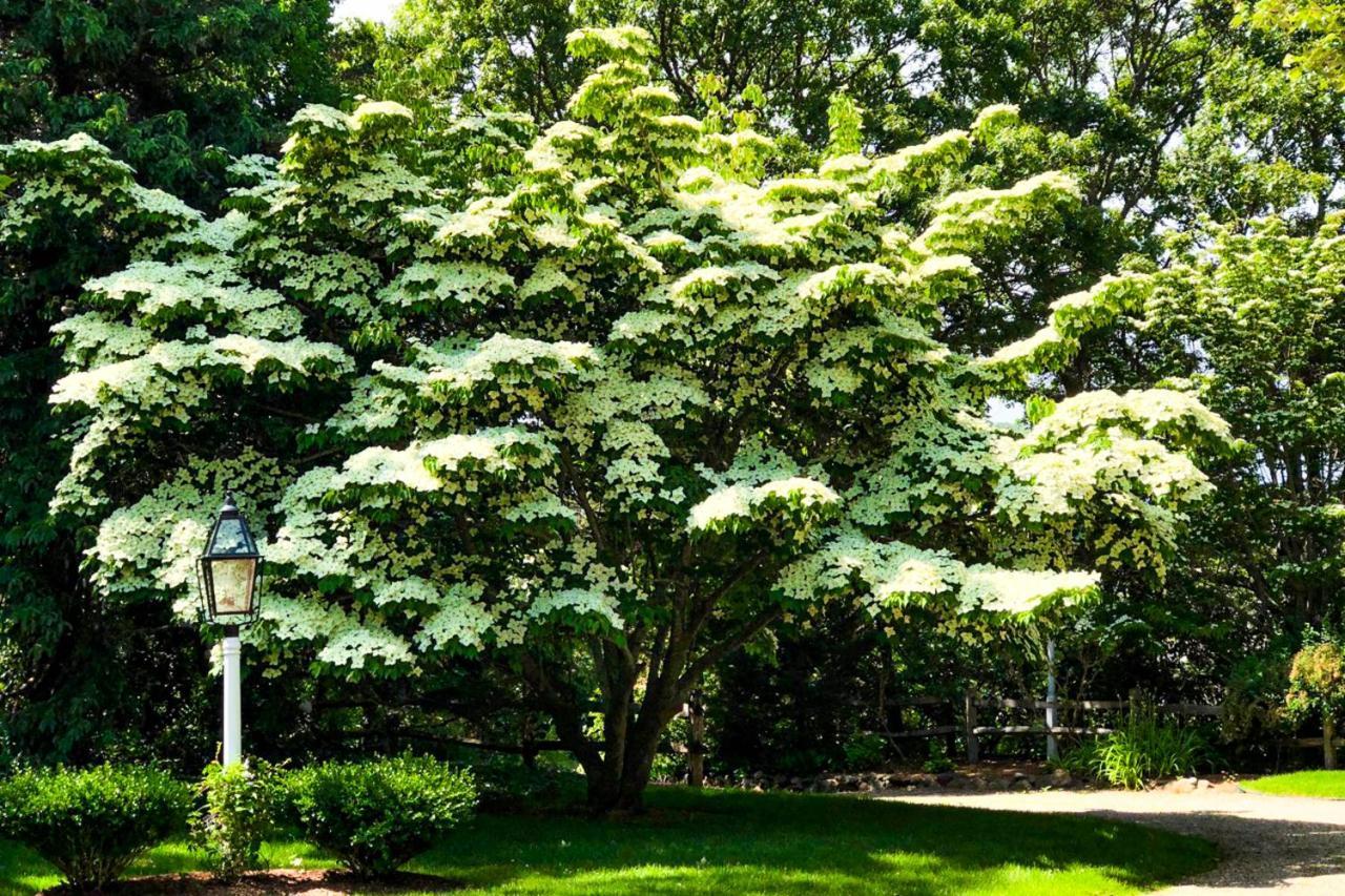 Lily Hill Βίλα Vineyard Haven Εξωτερικό φωτογραφία